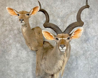 Greater Kudu Taxidermy Shoulder Mount | Grade: Elite