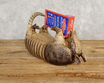 Reproduction Armadillo Life-Size Taxidermy Mount | Grade: Excellent