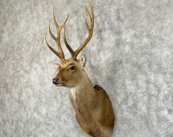 Japanese Sika Deer Taxidermy Shoulder Mount | Grade: Excellent