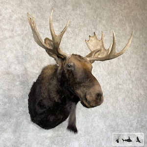 Maine Moose Taxidermy Shoulder Mount Grade: Nice image 1