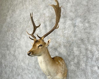 Fallow Deer Taxidermy Shoulder Mount | Grade: Excellent