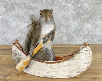 Canoe Squirrel Novelty Taxidermy Mount | Grade: Premier