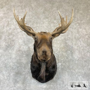 Maine Moose Taxidermy Shoulder Mount Grade: Nice image 4