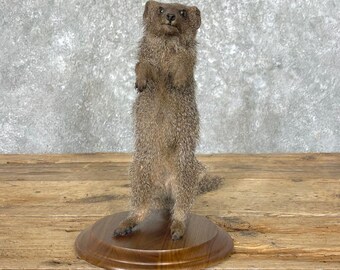 Common Dwarf Mongoose Life-Size Taxidermy Mount | Grade: Excellent