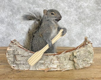 Canoe Squirrel Novelty Taxidermy Mount | Grade: Premier