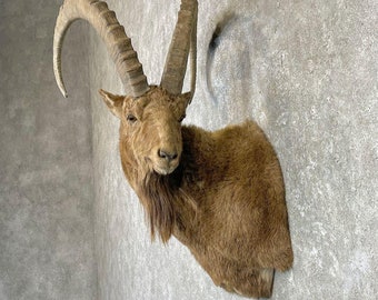 Mid-Asian Ibex Taxidermy Shoulder Mount | Grade: Elite
