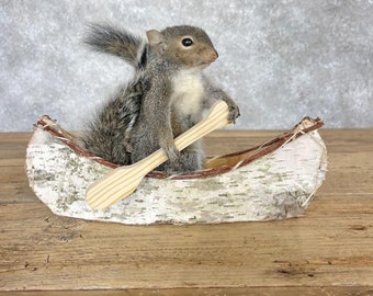 Canoe Squirrel Novelty Taxidermy Mount | Grade: Premier