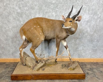 Cape Bushbuck Life-Size Taxidermy Mount | Grade: Premier