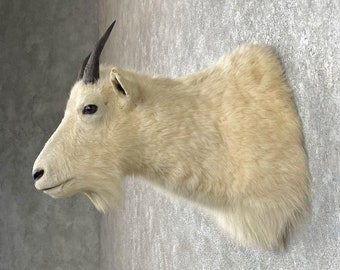 Mountain Goat Taxidermy Shoulder Mount | Grade: Nice