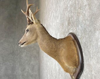 European Roe Deer Shoulder Taxidermy Head Mount - Antlers | Grade: Vintage