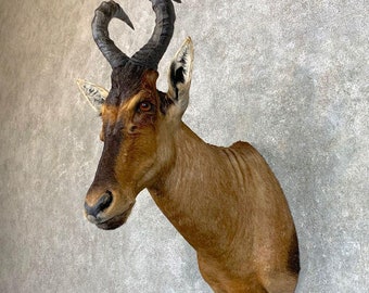 Red Hartebeest Shoulder Taxidermy Mount | Grade: Excellent