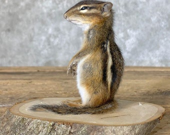 Chipmunk Life-Size Taxidermy Mount | Grade: Excellent