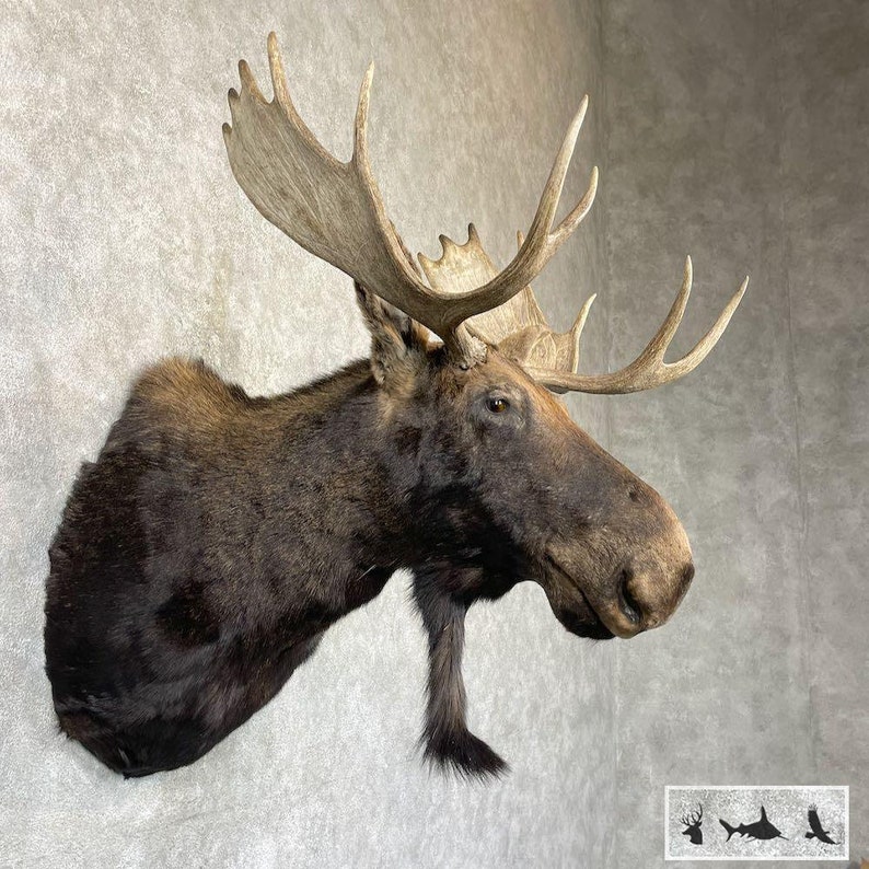 Maine Moose Taxidermy Shoulder Mount Grade: Nice image 3