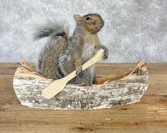 Canoe Squirrel Novelty Taxidermy Mount | Grade: Excellent