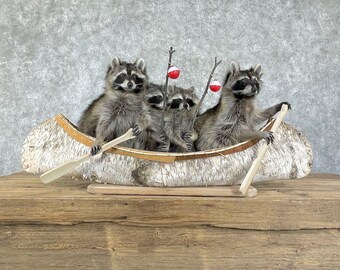 Raccoons Canoeing Pals Novelty Taxidermy Mount | Grade: Excellent