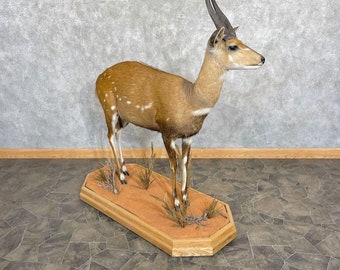 Cape Bushbuck Life-Size Taxidermy Mount | Grade: Premier