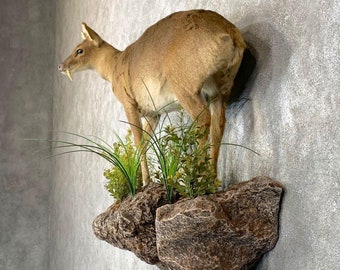 Chinese Water Deer Taxidermy Life-Size Mount | Grade: Premier