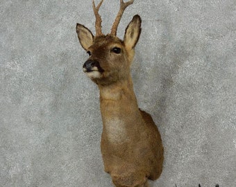European Roe Deer Shoulder Taxidermy Head Mount - Antlers | Grade: Excellent
