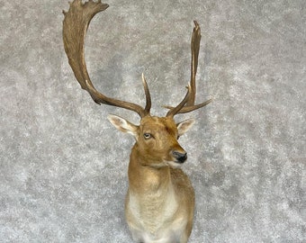 Fallow Deer Taxidermy Shoulder Mount | Grade: Premier