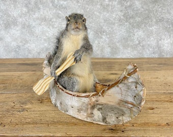 Canoe Squirrel Novelty Taxidermy Mount | Grade: Excellent