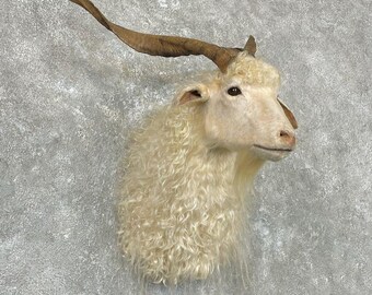 Catalina Goat Taxidermy Shoulder Mount | Grade: Excellent