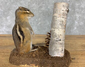 Chipmunk Life-Size Taxidermy Mount | Grade: Excellent