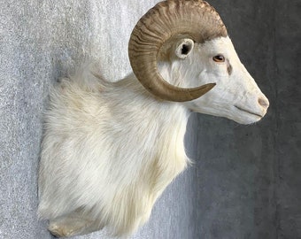 Texas Dall Sheep Taxidermy Shoulder Mount | Grade: Premier