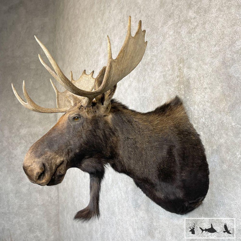 Maine Moose Taxidermy Shoulder Mount Grade: Nice image 2