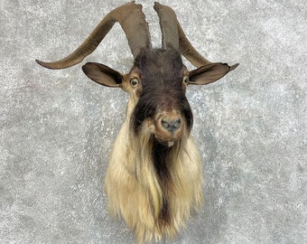 Catalina Goat Taxidermy Shoulder Mount | Grade: Excellent