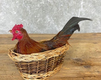 Domestic Chicken Rooster Taxidermy Bird Mount | Grade: Excellent