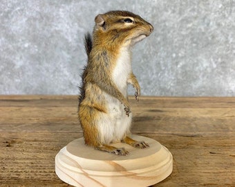 Chipmunk Life-Size Taxidermy Mount | Grade: Excellent