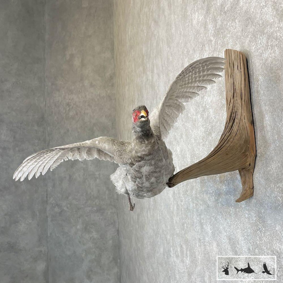 Abyssinian Pheasant Taxidermy Bird Mount Grade: Excellent - Etsy