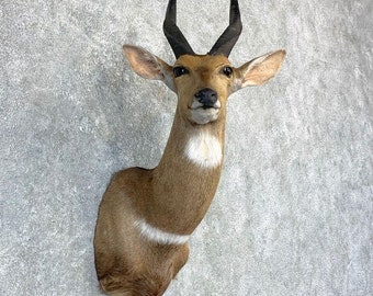 Cape Bushbuck Taxidermy Shoulder Mount | Grade: Excellent