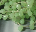 Light caribean green quartz faceted teardrop briolette 12x8mm, select your quantity (item ID SGFT12x8)