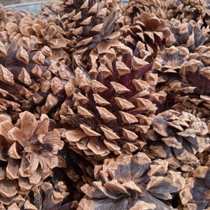 Pine Cones (1000), bulk, natural/untreated, Rocky Mountain pinecones/ Crafting, Wreaths, Home Decor, Autumn, Rustic Wedding
