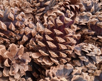 Pine Cones (99), bulk, natural/untreated, Rocky Mountain pinecones/ Crafting, Wreaths, Home Decor, Autumn, Rustic Wedding