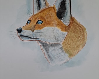 Renard