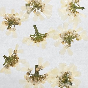 12 Flores Prensadas Reais Candytuft - Envelope para Enfeite de Cartão de Casamento, Marcador de Livro, Suprimentos para Fabricação de Sabonete Botânico Seco ID3