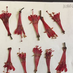 15 vraies fleurs roses pressées trompette Fushia embellissement de carte enveloppe décoration marque-page fabrication de savon botanique séché approvisionnement ID29