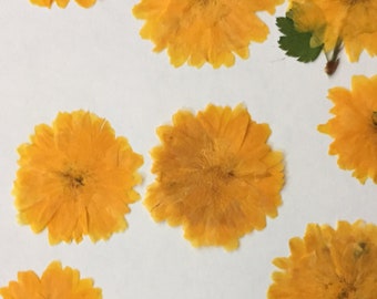 12 Kerria Yellow Pressed Flowers: Botanical Craft Supply ID5