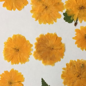 12 fleurs pressées jaunes véritables Kerria - Enveloppe embellissement de carte de mariage marque-page savon botanique séché moutarde Pot-pourri ID5