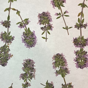 10 vraies fleurs de thym à fleurs pressées - Enveloppe pour embellissement de carte de mariage Marque-page pour fabrication de savon botanique séché, Pot-pourri ID17