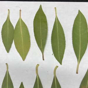 10 vraies feuilles de thé pressées - décoration d'enveloppe de carte de mariage, marque-page, fabrication de savon botanique séchée Camellia Sinensis ID15