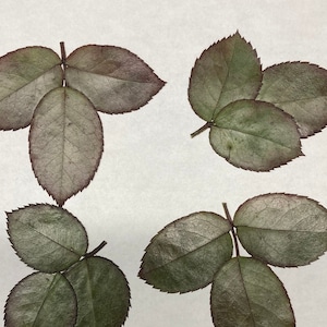 10 vraies feuilles de rose pressées - Décoration d'enveloppe de carte de mariage, décoration d'enveloppe, signet de fabrication de savon botanique séché ID19