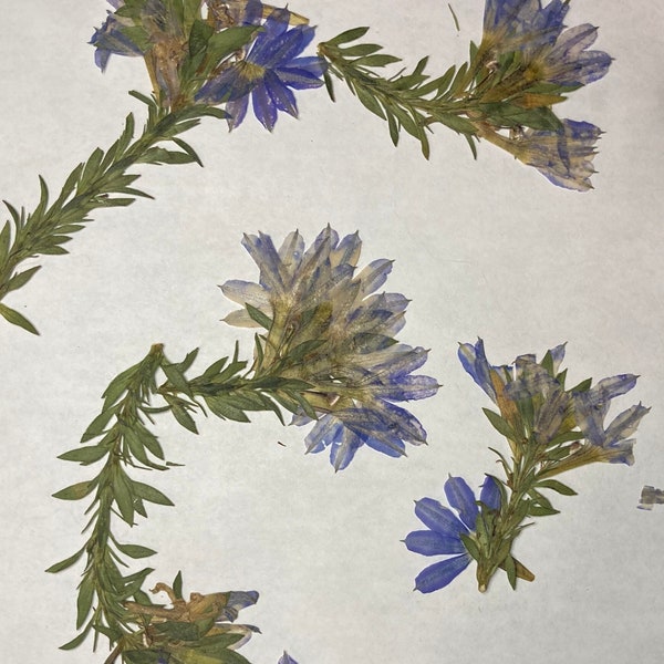 6 Blue Fan Flowers - Real Pressed Flowers - Bulk Wedding Card Embellishment Bookmark Dried Botanical Soap Making Supply Potpourri - SB ID33
