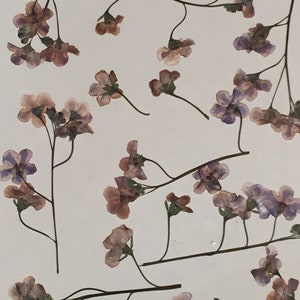 6 vraies fleurs pressées embellissement de carte enveloppe décoration marque-page fabrication de savon botanique séché - Veronica - ID4
