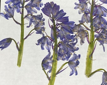 Lot de 8 clochettes bleues pressées, jacinthe des bois, embellissement de cartes, décoration d'enveloppe, marque-page bougie botanique séchée, source de savon ID13