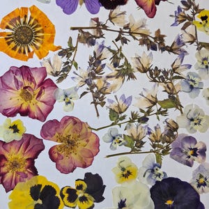 May include: A collection of assorted pressed flowers arranged on a white background, featuring various pansies, roses, and small sprigs in shades of yellow, purple, pink, and white. A circular gray icon with the number 3 is visible in the top left.