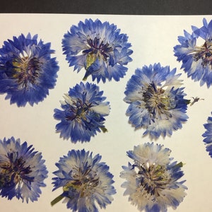 8 Bleuet bleu Bachelor bouton vraies fleurs pressées - Enveloppe embellissement de carte de mariage Marque-page Savon botanique séché ID4