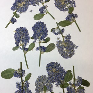 12 veri fiori pressati per abbellimenti di biglietti di nozze, decorazioni per buste, segnalibri, fogli per la fabbricazione di saponi botanici secchi, lillà della California ID13